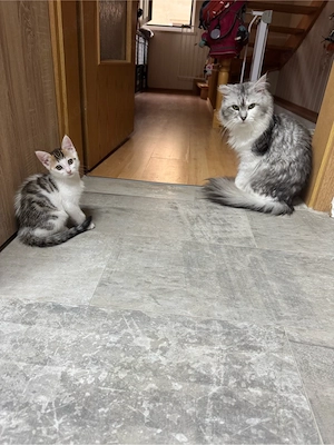 Zuckersüßes Bengal-Maine Coon Kitten sucht ein tolles Zuhause Bild 7