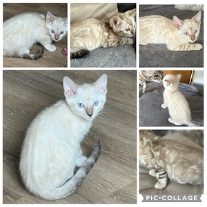 Bengal Kitten Mädchen Snow oder  Mink ( Bringen Möglich )  Mit Stammbaum 