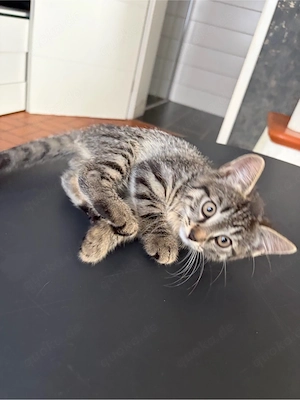 baby katze 