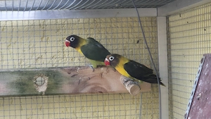 Schwarzköpfchen 