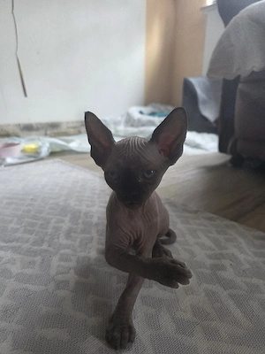 KanadischeSphynx-Kitten mit Stammbaum 