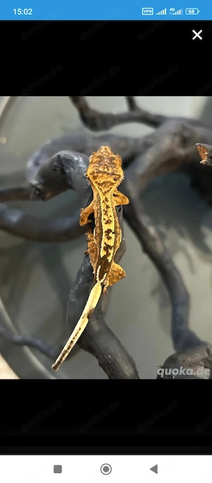 verschiedene Arten neukaledonischer Geckos