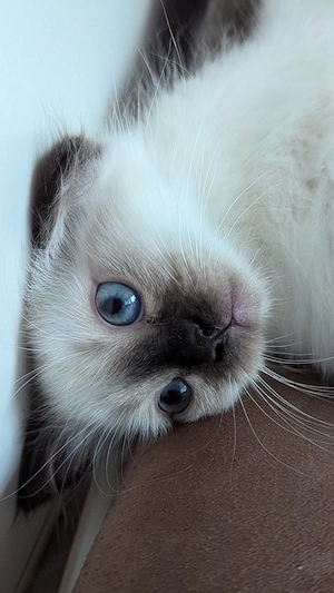 Birma Reinrassing Kitten Abgabe ab sofort 