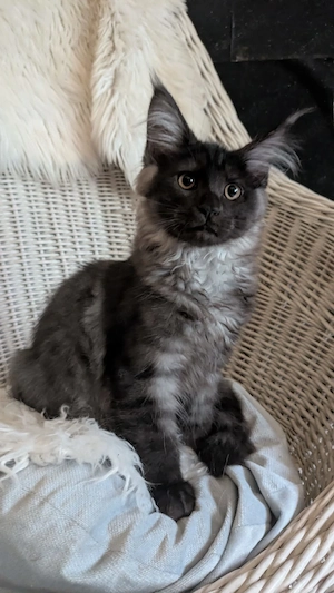 Maine Coon Kitten mit Ahnentafel ,suchen ab sofort ein neues,tolles Zuhause