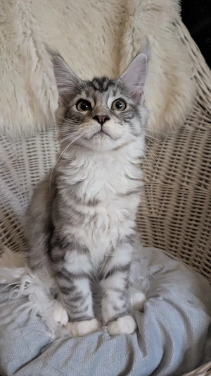Maine Coon Kitten mit Ahnentafel ,suchen ab sofort ein neues,tolles Zuhause