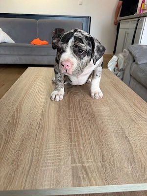American Bully welpen abgabebereit