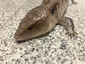 Blauzungenskink abzugeben