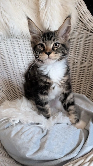 Maine Coon Kitten mit Ahnentafel ,suchen ab 23.07.2026 ein neues,tolles Zuhause