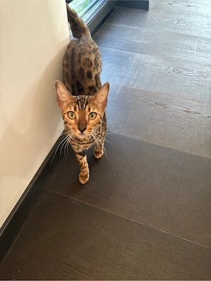 Bengal Katze weiblich 7 Monate alt
