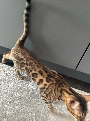 Mädchen Bengal Katze halbes Jahr alt 