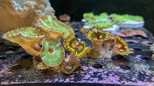 Korallen Ableger Plerogyra Goniopora Euphyllia Palythoa