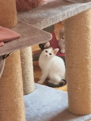 3 bezaubernde Kitten suchen ein neues Für-Immer-zu-Hause