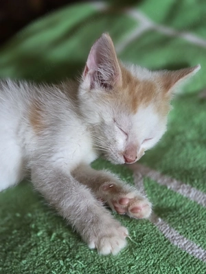 Katzen Baby Kater 