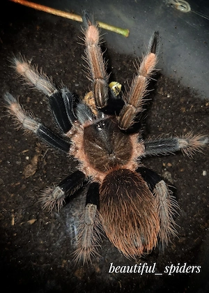 0.1 Sericopelma sp. santa catalina