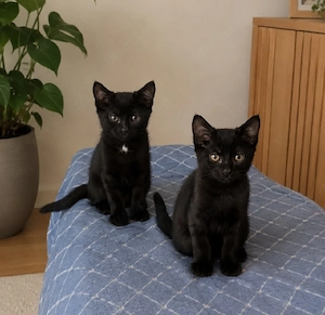 Katzenbaby  Kitten