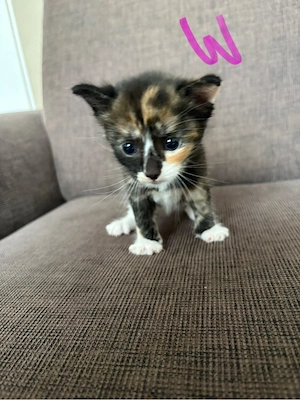 Kitten suchen neues zu hause 