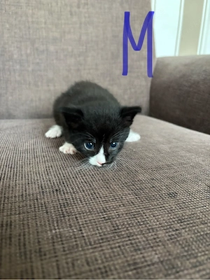 Kitten suchen neues zu Hause 