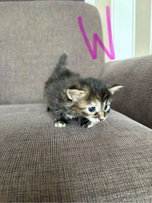 Kitten suchen neues zu hause 