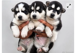 süße husky