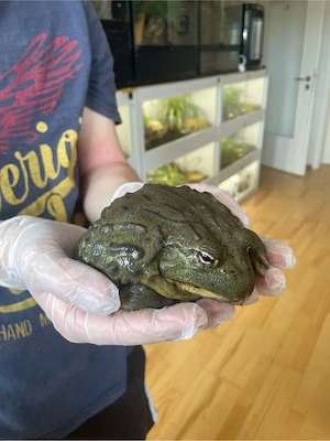 Afrikanischer Ochsenfrosch 