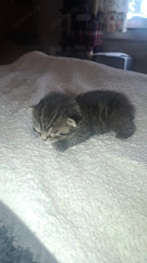 katzen babys suchen ein Zuhause 