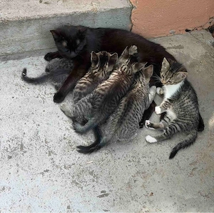 katze fulda 3.5 monate Bild 4