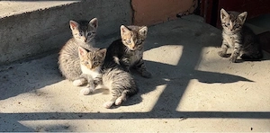 katze fulda 3.5 monate