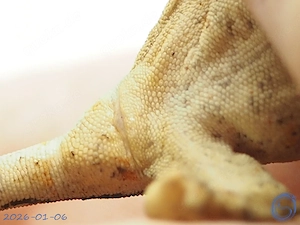 Rhacodactylus auriculatus Höckerkopfgecko aus Anfang 2026 Tendenz weiblich Bild 3