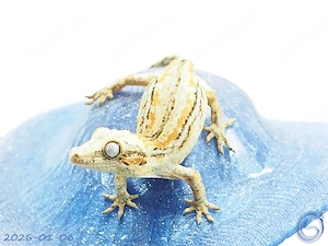 Rhacodactylus auriculatus Höckerkopfgecko aus Anfang 2026 Tendenz weiblich