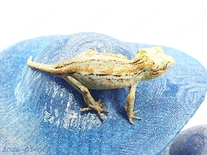 Rhacodactylus auriculatus Höckerkopfgecko aus Anfang 2026 Tendenz weiblich Bild 2