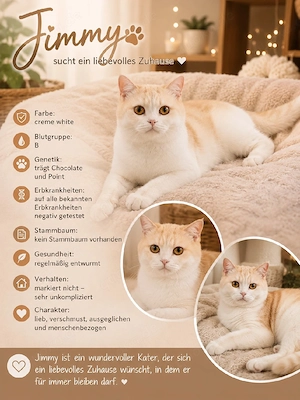 BKH Kater Untersucht und BG B. 