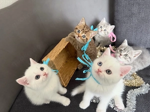    Liebevoll aufgezogene Katzenbabys suchen ein liebevolles Zuhause     