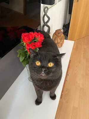BKH Deckkater sucht eine Dame