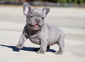 Französische Bulldoggenwelpen