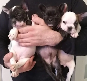 Französische Bulldoggenwelpen verfügbar