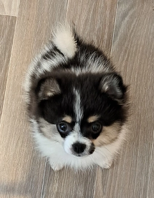 Pomeranian-PomChi Girl 75%Pom 