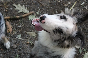 7 Monate alte ängstliche Border collie Hündin