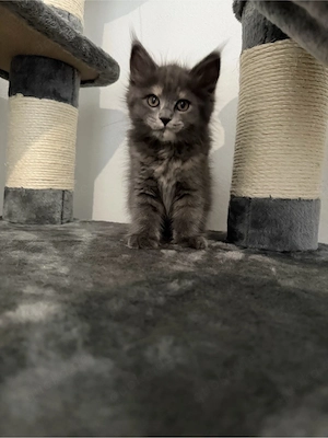 Perser- Ragdoll- Main-Coon- Mix Kitten