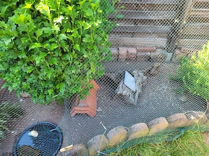 Landschildkröten zu verkaufen