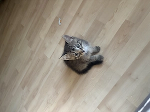 Baby Katzen zu verkaufen 