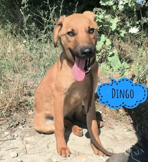 Dingo, junger, fröhlicher, lieber und hübscher Mischling