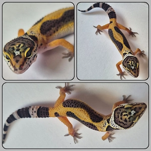 Black Night Cross Leopardgecko 