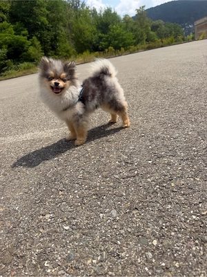 Zwergspitz Pomeranian, sechs Monate blaue Augen Rüde