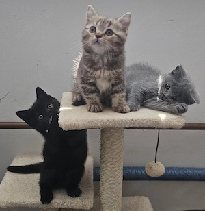 BKH-KITTEN reinrassige 