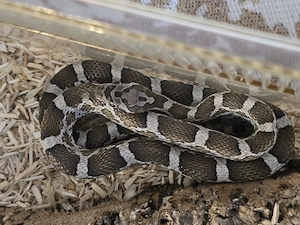 3,4 Pantherophis emoryi 