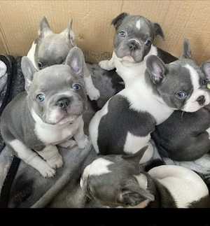 Abgabebereit Französische Bulldogge Welpen mit Ahnentafel