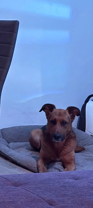 liebevolles neues Zuhause gesucht
