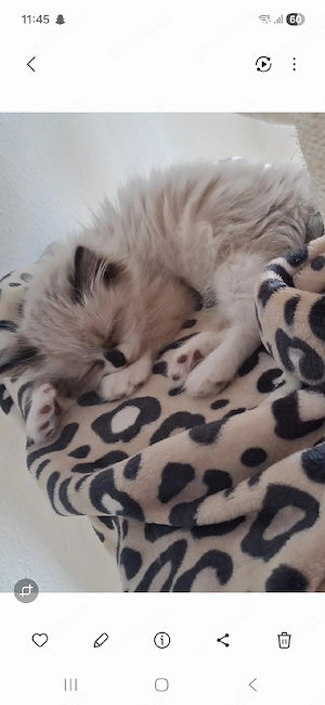 ragdoll kitten zucker süs
