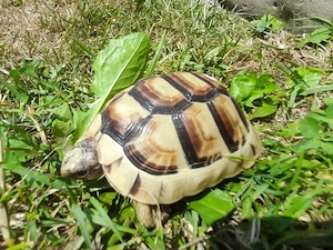 Sehr schöne Breitrandschildkröten ein- und zweijährige Tiere.  Bild 7