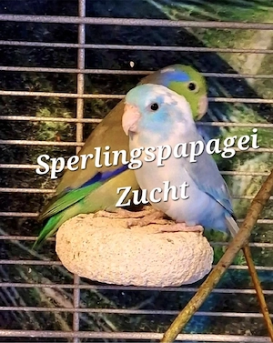 Sperlinge in besonderen Farben